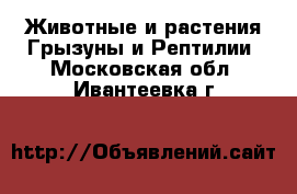 Животные и растения Грызуны и Рептилии. Московская обл.,Ивантеевка г.